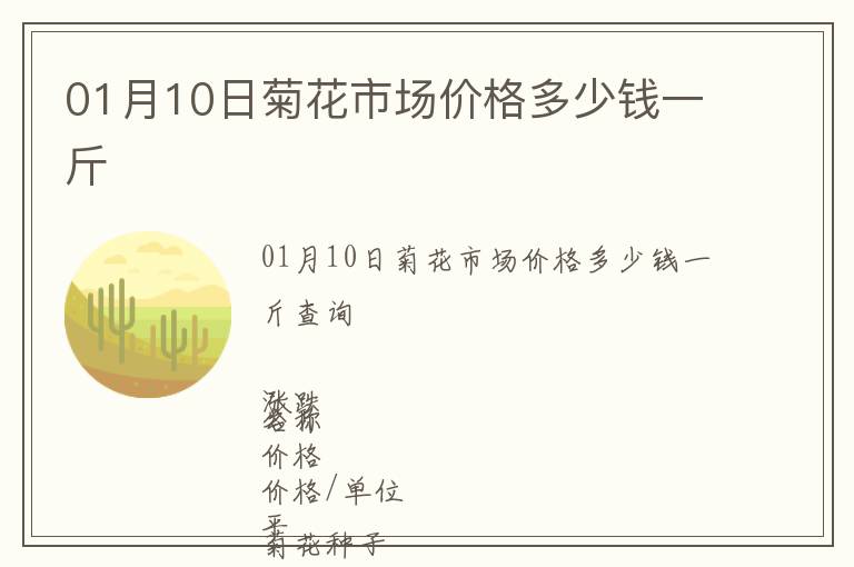 01月10日菊花市場價格多少錢一斤